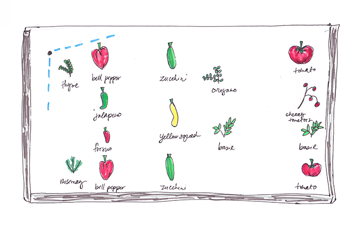 easy vegetable garden plan for beginners